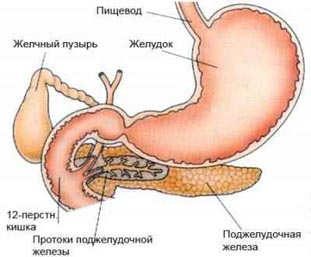 gastroenterolog_3